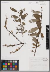 Foto von Salix cantabrica Rech. f.